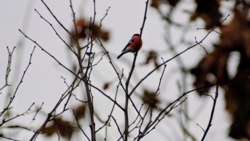 a452f3ad-97f8-4899-a87f-247fbad4277c