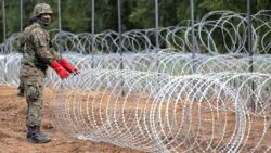 Płot na granicy polsko-białoruskiej śmiertelnym zagrożeniem dla zwierząt. Ekspert: Będą umierały w męczarniach