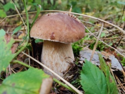 10dec4e5-970e-433a-8d46-c00bb7a8263a