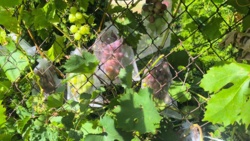 f5267feb-2170-4ed1-9d80-ec68a62d7799