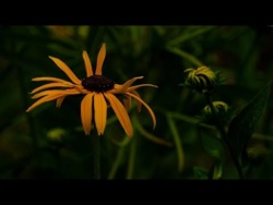 Letnia Głęboko Uspokajająca Muzyka Na Bezsenność