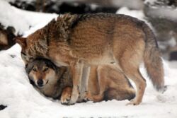 "W kulturze myśliwskiej ich zabicie jest infantylną nobilitacją". Tragiczna sytuacja wilków w Polsce