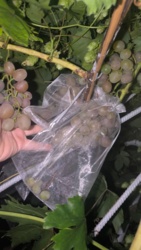 bf2fe94d-2aed-48d7-afba-c00dd8989071