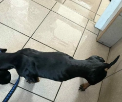 Pseudohodowla w Bydgoszczy. Poza 85 yorkami jest wychudzony jamnik