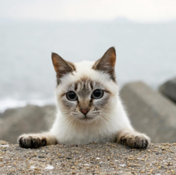 23809cad-bcd2-4fcc-9a54-df0b6ffdf9f0