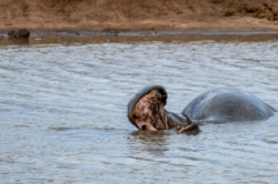 4a5732d8-306c-4b46-bee8-f36361a80257