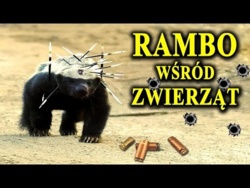 RATEL - Kuloodporny, Nieśmiertelny i Nieustraszony Zwierz