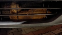 Sarna pomiędzy zderzakiem a chłodnicą. "Sytuacja jedna na milion"