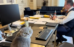 Premier Belgii przygarnął kota do swojej siedziby