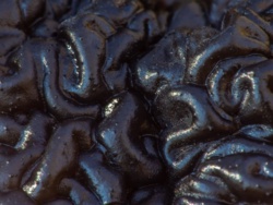 Kisielnica czarniawa, czyli grzyb który przypomina ludzki mózg