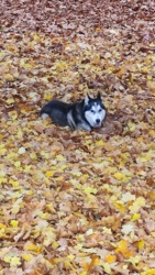 d0c9e503-e685-40be-8fb3-0ebe7b6bcae4