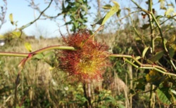 Szypszyniec różany - jesienny cud natury
