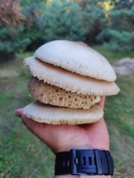 3c7bcc13-c61e-4bd5-a9bf-395316363a47