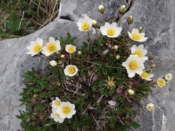 Roślinka na dziś: Dębik ośmiopłatkowy