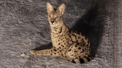 Serwal sawannowy grasuje pod Warszawą. Apel do mieszkańców