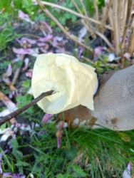 fcbac6c4-e0e6-4712-9643-c7050f1f0ab1