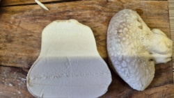 84e3d923-1b96-4cb9-be29-c433d86480e0