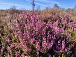 950a71a9-a092-4262-b8d7-782532b714fa