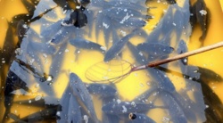 Świąteczna tradycja w odwrocie. Polacy zmieniają zdanie