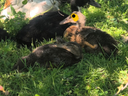 a99753d3-aafe-42b0-af4f-cba9cf403d7c