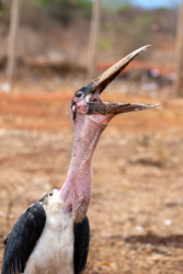 83b3b7b2-2193-4635-b7b9-c6d985548888