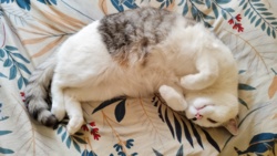 6993353f-9edc-474d-9a1f-434215e4fab9