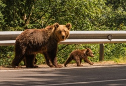 Kolejny europejski kraj jest za odstrzałem niedźwiedzi