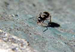 Mrówki pamiętają swoich wrogów i chowają urazę