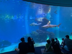 61930ac5-d89e-4fea-8ad1-d7cad71a9b59