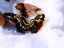 dab87346-3d4d-49b1-babf-41eaaf03945c