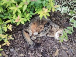 9df42a6e-dbc6-4a17-a4e1-25085517eefd