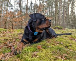 dd5252ef-3c30-4868-8e60-469dbb22393f