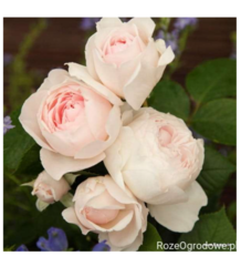 24d0d975-1120-439a-9cbd-cc529b9249e7