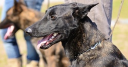 Piorun i Nanson konały w męczarniach w policyjnym radiowozie. "Po prostu się ugotowały"