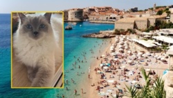 15 godzin w zderzaku, 1000 km od domu. Niesamowita historia kotki z Olkusza