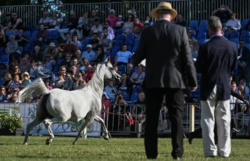16 koni znajdzie nowych właścicieli. Dziś aukcja Pride of Poland