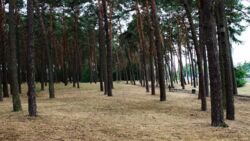 Rząd przyjął projekt prywatyzacji lasów. "Zamiast lasów będziemy mieć szkodliwe dla natury inwestycje"