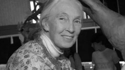 Jane Goodall nie żyje. Znana badaczka szympansów miała 91 lat
