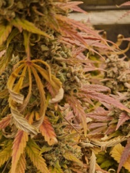 1637a716-bdd0-40db-950a-1dc4641ffafe