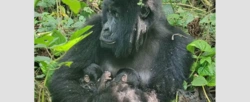 Rzadkie bliźnięta goryli górskich przyszły na świat w najstarszym parku narodowym Afryki