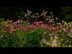 Letnia Kojąca Muzyka Dla Wewnętrznego Spokoju