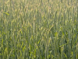 6a489d31-26ce-4aa4-aaec-837e1ba13f03