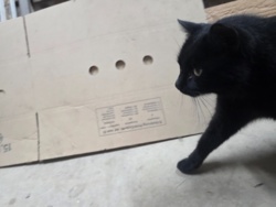 37bf0a4a-0289-4932-bf61-034dba126d0f