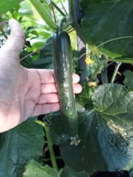 005aa81a-39e8-44ff-a0ee-0d9845a03ab4