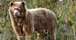 Naukowcy odkryli żyjącego "krewnego" misia Paddingtona