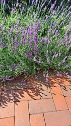 b6a403d2-d315-421c-9d9b-accd0196cc63