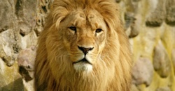 Lew uciekł z ogrodu zoologicznego. Zaatakował śpiącego na ulicy mężczyznę