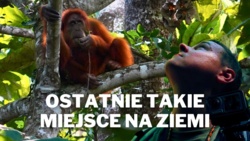 Co odkryliśmy w głębi sumatrzańskiej dżungli? | Orangutany na Sumatrze