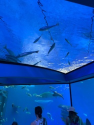 6a5372b1-73dd-4861-9dc2-572ae3d46a9b