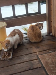 cbdd534d-08a9-4dc4-82cd-2241c5c8c8ba